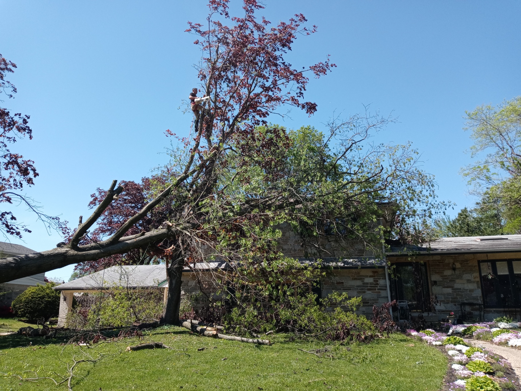 Before — Large Oak Removal — Cherry Hill