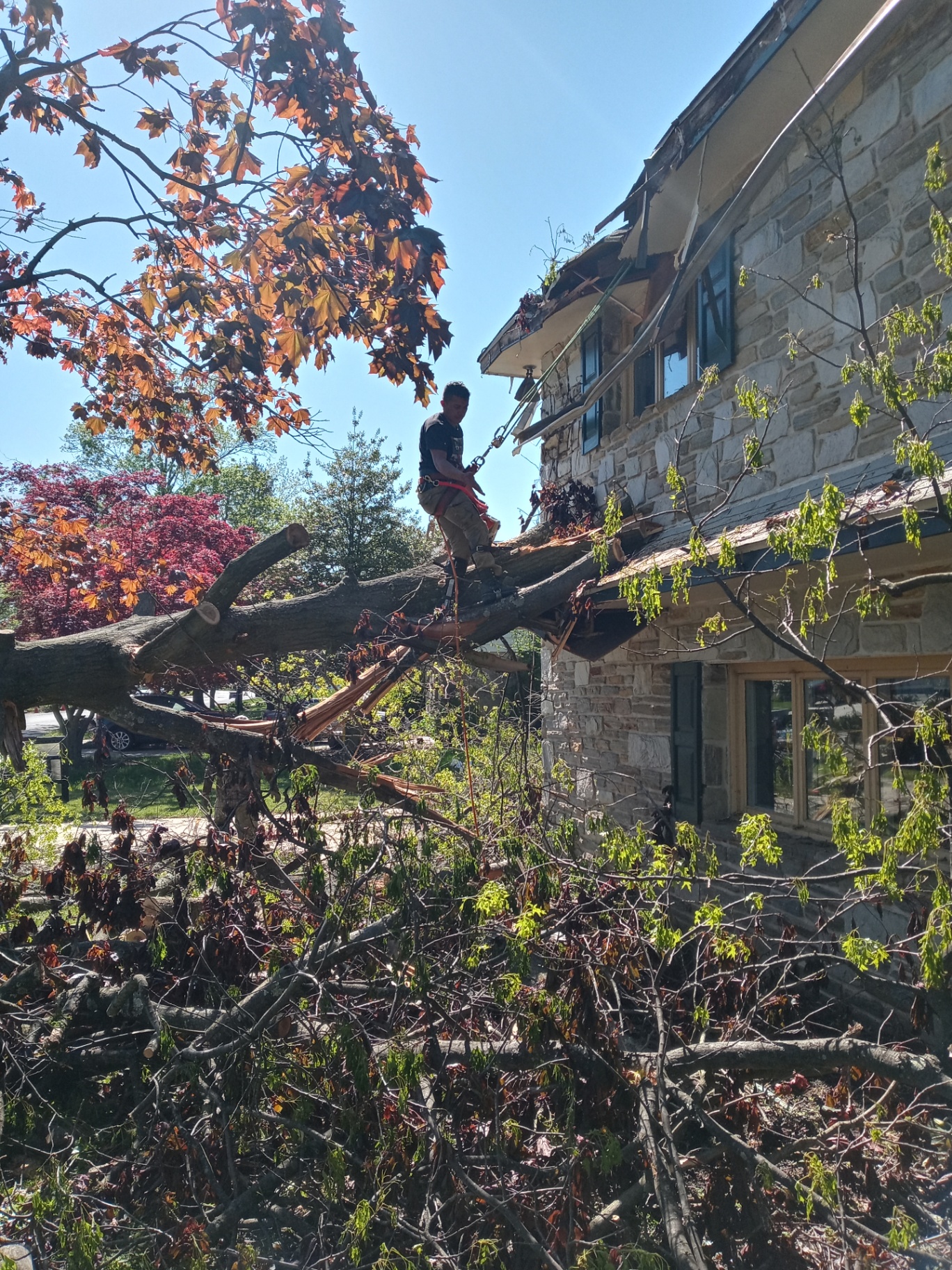 Before — Stump Grinding — Marlton