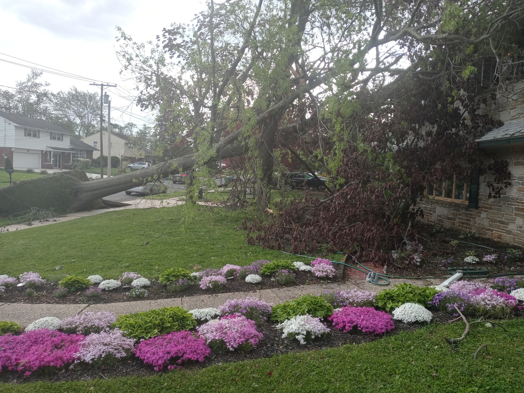 Before — Crown Reduction — Haddonfield